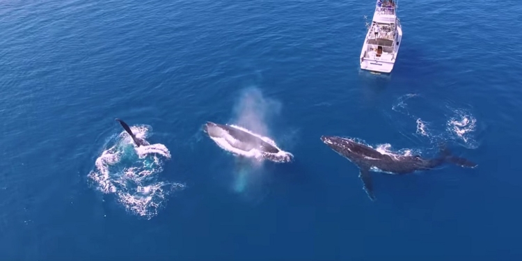 Им тоже интересно на нас посмотреть. Три любознательных кита рассматривают яхту