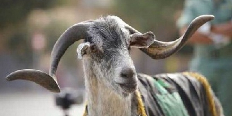 Из Испанского легиона уволили козла. Настоящего