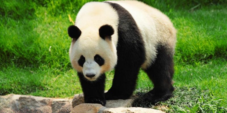 Большая панда исключена из списка исчезающих видов – в Красной книге она значится “уязвимой”
