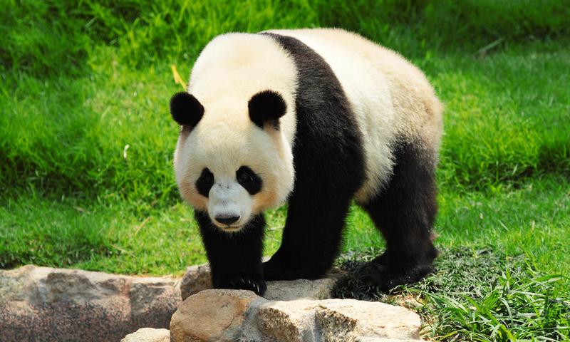 В Берлинском зоопарке живет задоходящая панда. Ее хотят лечить сексом 1