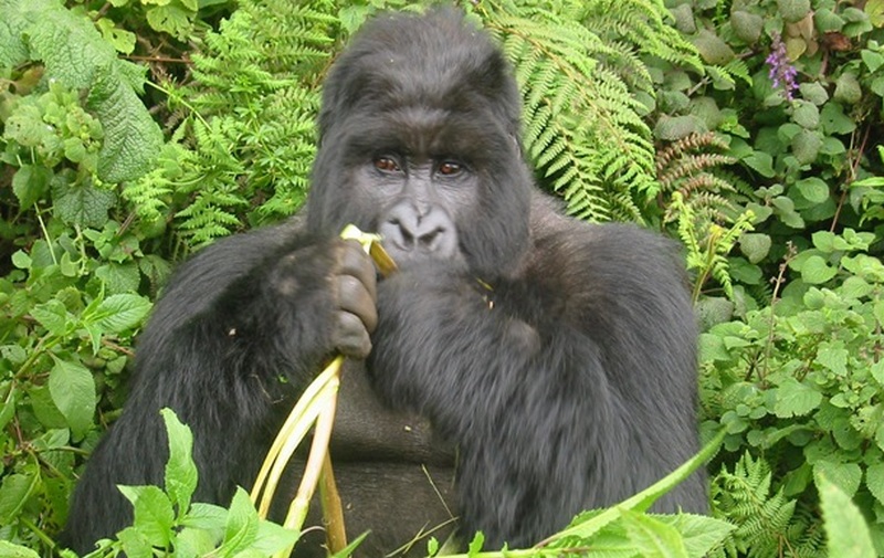 Крупнейшие в мире гориллы - на грани исчезновения из-за нелегальной охоты 1