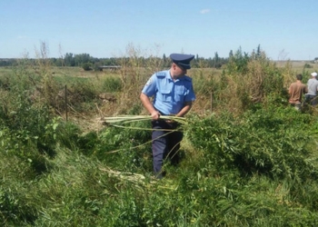 Полиция в Николаевской области уничтожила конопли на 3 миллиона гривень