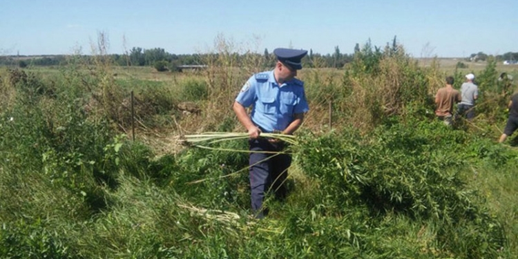 Полиция в Николаевской области уничтожила конопли на 3 миллиона гривень