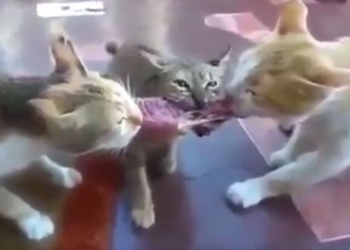 Когда третий лишний, но самый расторопный: дележ куска мяса тремя котами взрывает сеть