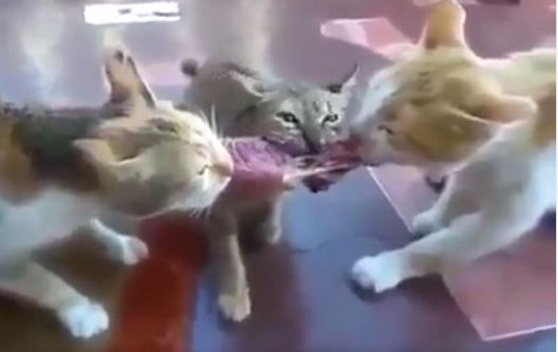 Когда третий лишний, но самый расторопный: дележ куска мяса тремя котами взрывает сеть 1