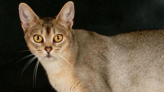 Ау, кошатники! Вы уверены, что знаете кошек? ВВС предлагает вам тест