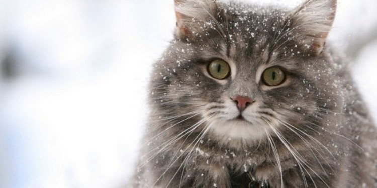 Ученые считают, что викинги заводили домашних кошек