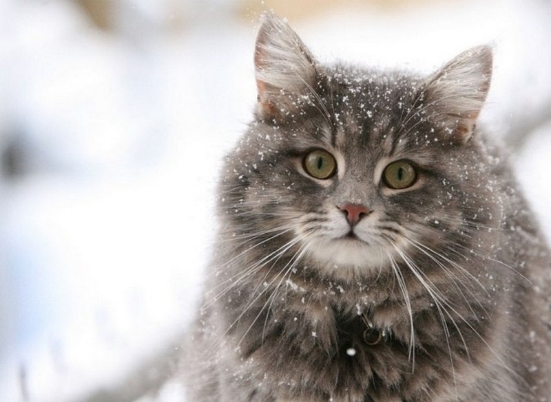 Ученые считают, что викинги заводили домашних кошек 1