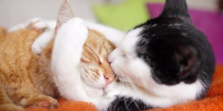 Ученые доказали, что кошачье мурлыканье – это лекарство