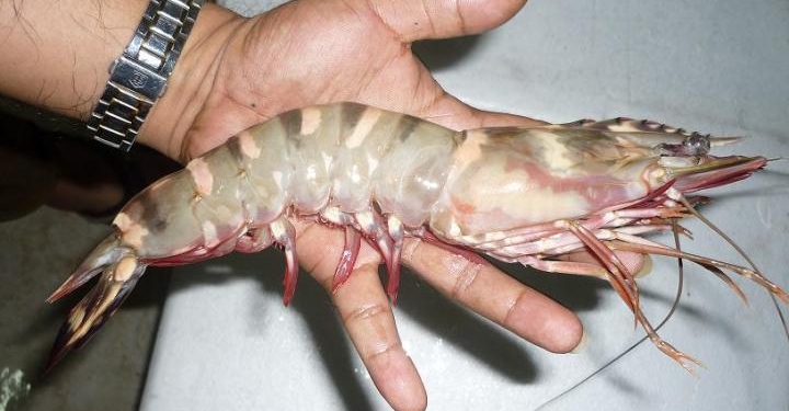 Вместо рыбного импорта. В Украине будут выращивать не только карпов, но и тиляпию, устриц и океанических креветок