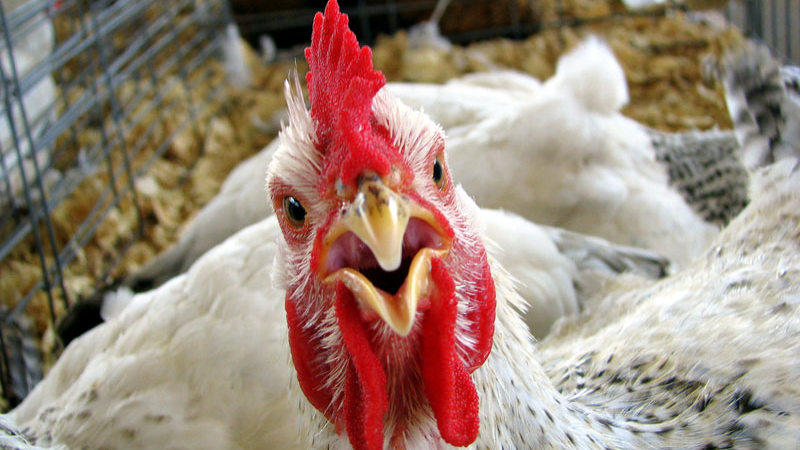 В Херсонской области зафиксирован случай птичьего гриппа 1