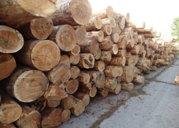 Канал незаконного экспорта вырубленного леса разоблачили в Одесской области