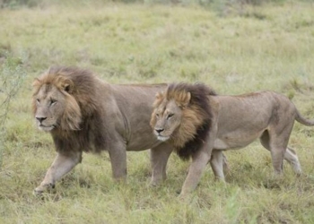 В Ботсване обнаружили пять львиц-“лесбиянок”