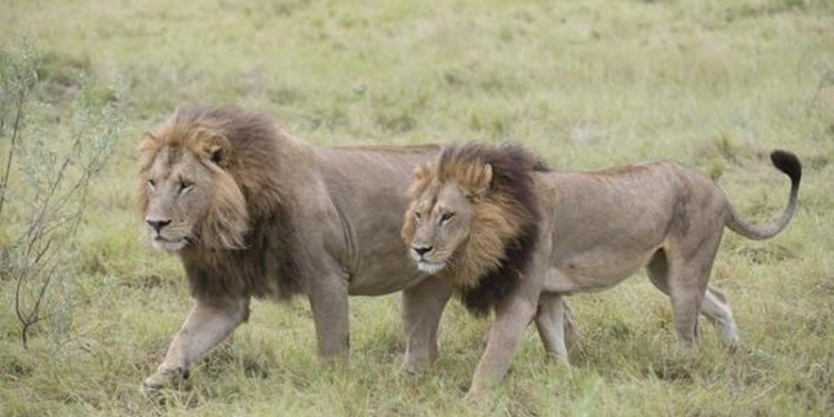 В Ботсване обнаружили пять львиц-“лесбиянок”