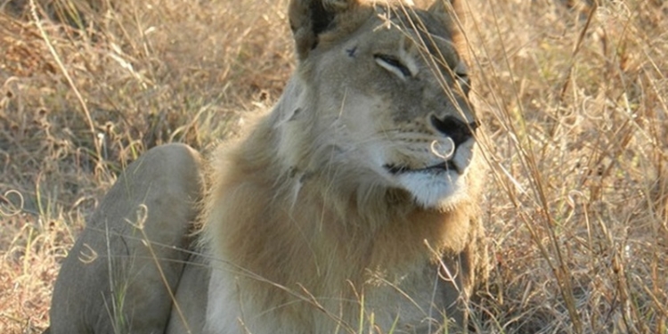 В Ботсване обнаружили пять львиц-“лесбиянок”
