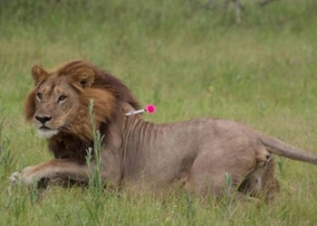 В Ботсване обнаружили пять львиц-“лесбиянок”