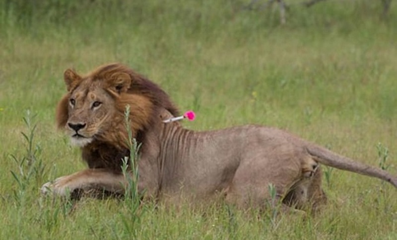 В Индии восемь львов заразились коронавирусом 1