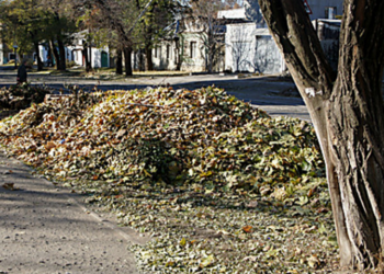 Николаевская опавшая листва будет вывозиться в карьер возле кладбища у Мешково-Погорелово, но после отработки проблемных вопросов