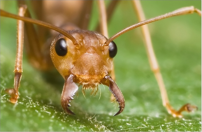 Из рабочих в королевы: у индийских муравьев обнаружили уникальные способности 1