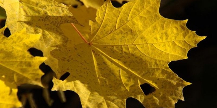 Синоптики обещают украинцам незначительное потепление