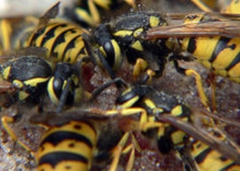 В тернопольском парке пострадал военный из Николаева – на него напали осы