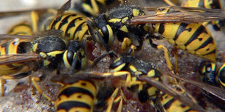 В тернопольском парке пострадал военный из Николаева – на него напали осы