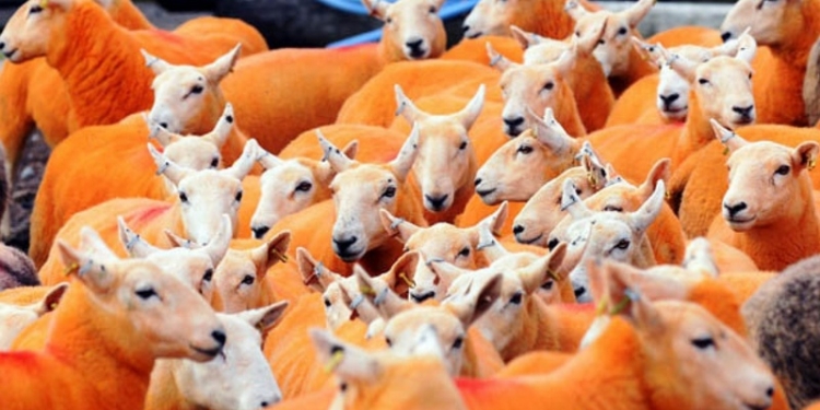 Британские фермеры  красят овец в оранжевый цвет – от отчаяния