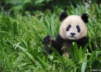 Большая панда исключена из списка исчезающих видов – в Красной книге она значится “уязвимой”