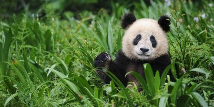 Большая панда исключена из списка исчезающих видов – в Красной книге она значится “уязвимой”