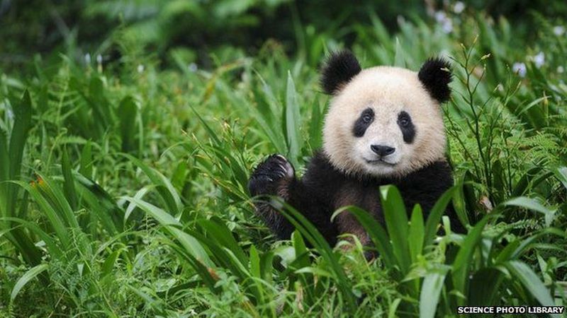 Серьезный срок. Две китайские панды осели на 15 лет в Берлинском зоопарке 1