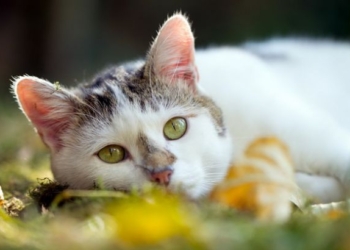 Погода на сегодня: в Украине без осадков, температура до +27