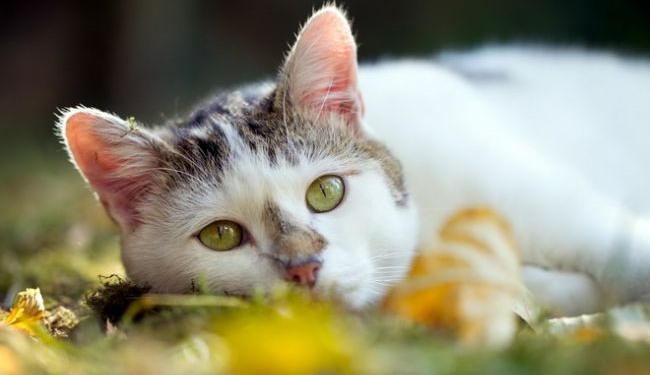 Погода на сегодня: в Украине без осадков, температура до +27