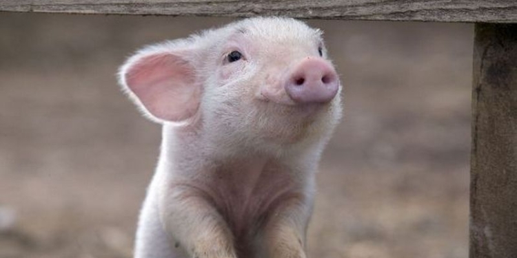 С кем поведешься… Поросенок всерьез решил, что он – питбуль