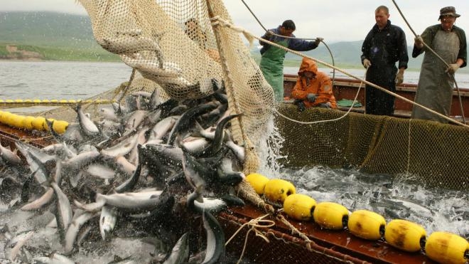 Госрыбагентство проведет аукционы на право вылова рыбы