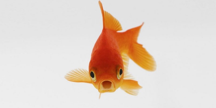 Первая нанорыба в мире в 100 раз меньше песчинки