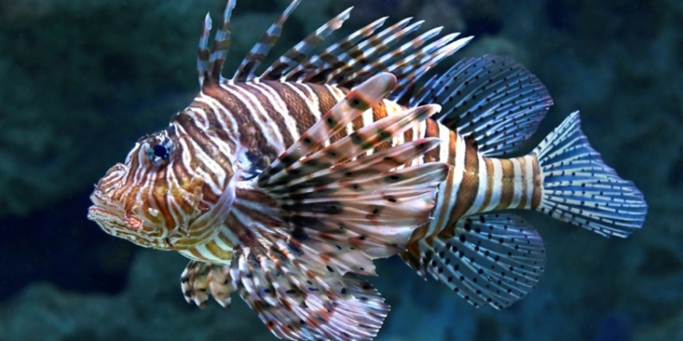 Нашествие крылаток в водах Атлантики остановят дроны – убийцы рыб