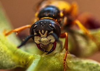 Во Львовской области шершни до смерти закусали мужчину