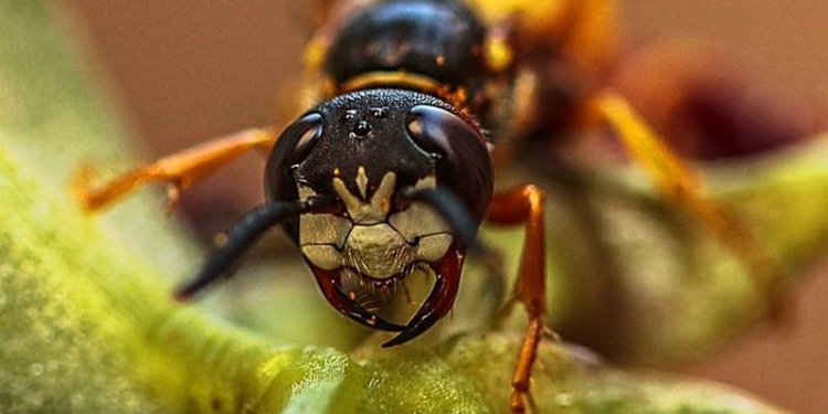 Во Львовской области шершни до смерти закусали мужчину