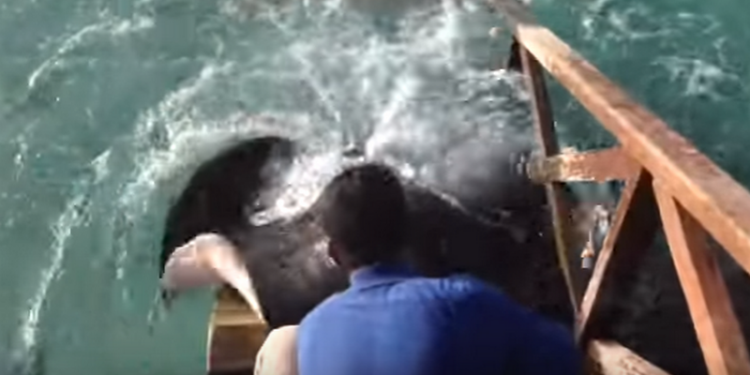 Ручные скаты Стингрей-Сити: устрашающее зрелище