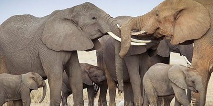 В Африке продолжают исчезать слоны: за 10 лет популяция сократилась на 111 тысяч особей
