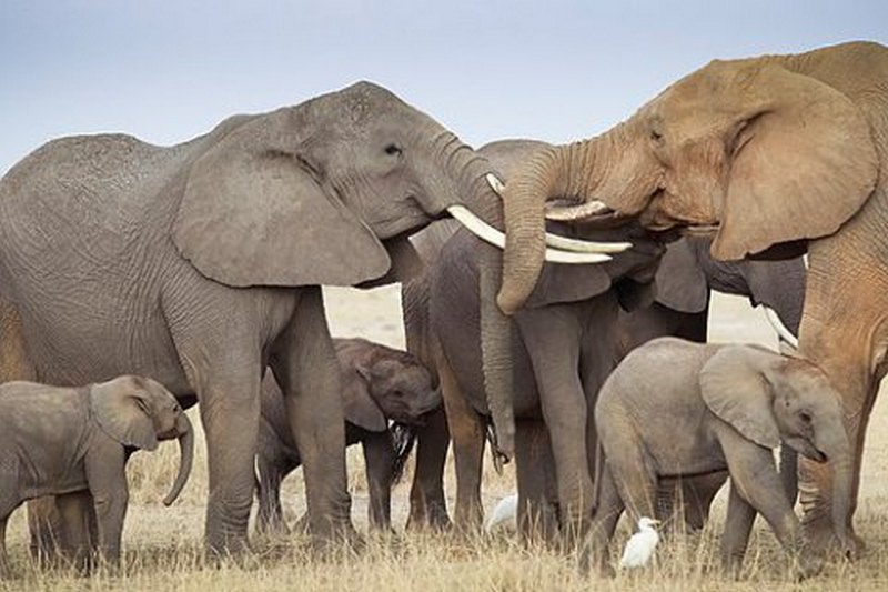 На Шри-Ланке слоны попали в ловушку - спасали с помощью экскаватора 1