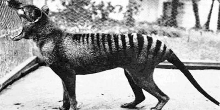 В Австралии видеокамера сняла животное, которое считалось давно вымершим