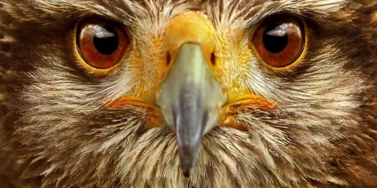 Ястреб о чем-то поговорил с погодной камерой