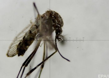 В Малайзии обнаружили первый случай заражения вирусом Зика