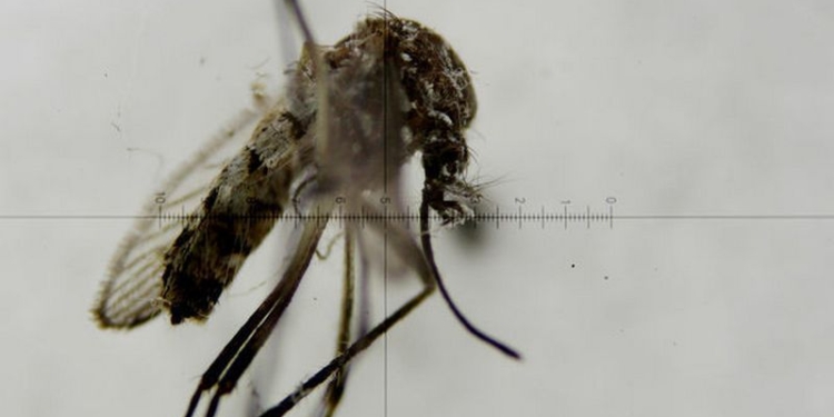 В Малайзии обнаружили первый случай заражения вирусом Зика