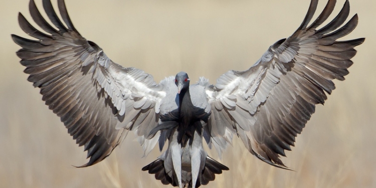 Журавль, залетевший в тигриный вольер, разогнал хищников