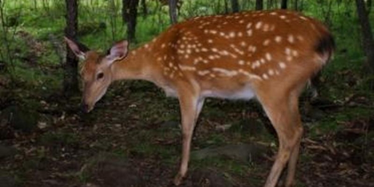 Когда «спасительный круг» может стать ловушкой: косуля проломила дверь в доме, а потом не могла выбраться