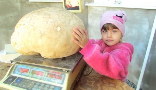 Легко можно было перепутать с тыквой: в Запорожской области нашли гриб-дождевик весом свыше 6 кг