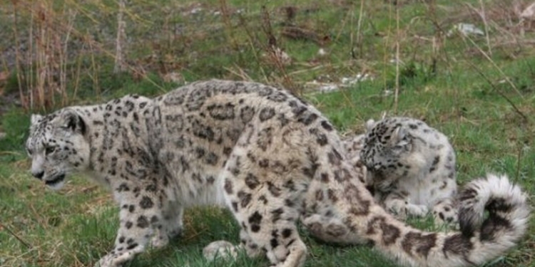 Ученые посчитали, сколько в мире живет снежных барсов