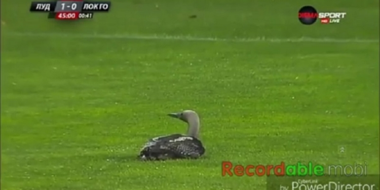 Страшнее утки зверя нет: на чемпионате Болгарии вратарь побоялся наглой птицы